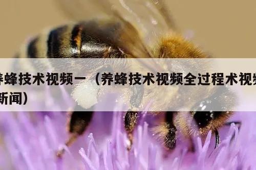 养蜂技术视频一（养蜂技术视频全过程术视频 新闻）