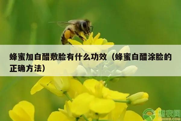 蜂蜜加白醋敷脸有什么功效（蜂蜜白醋涂脸的正确方法）