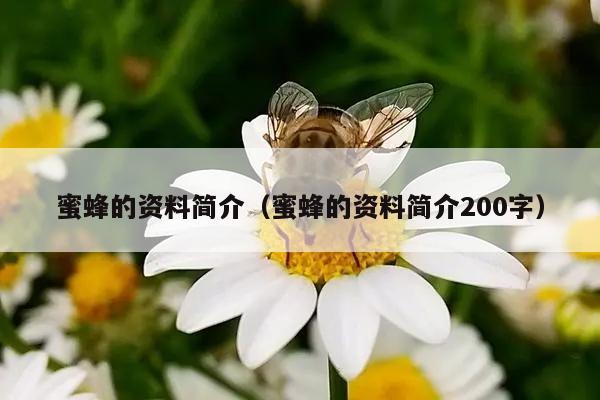 蜜蜂的资料简介（蜜蜂的资料简介200字）