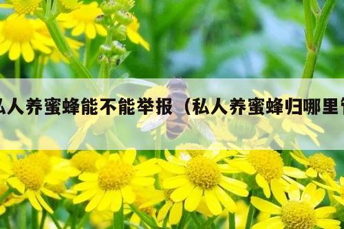 私人养蜜蜂能不能举报（私人养蜜蜂归哪里管）