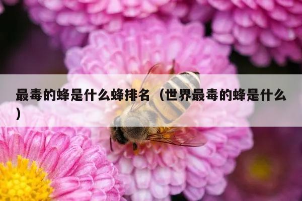 最毒的蜂是什么蜂排名（世界最毒的蜂是什么）