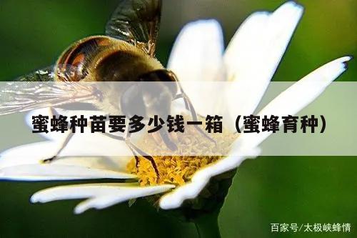 蜜蜂种苗要多少钱一箱（蜜蜂育种）