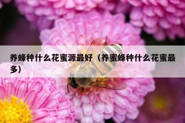 养蜂种什么花蜜源最好（养蜜蜂种什么花蜜最多）