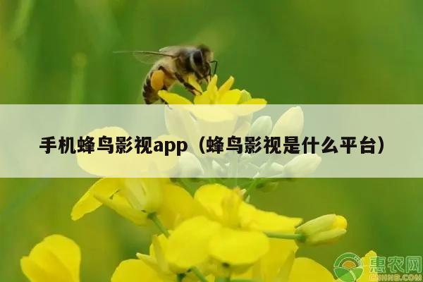 手机蜂鸟影视app（蜂鸟影视是什么平台）