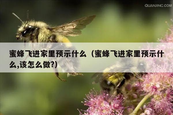 蜜蜂飞进家里预示什么（蜜蜂飞进家里预示什么,该怎么做?）