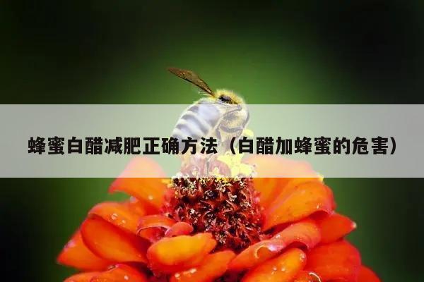 蜂蜜白醋减肥正确方法（白醋加蜂蜜的危害）