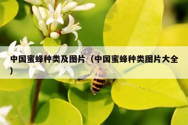 中国蜜蜂种类及图片（中国蜜蜂种类图片大全）