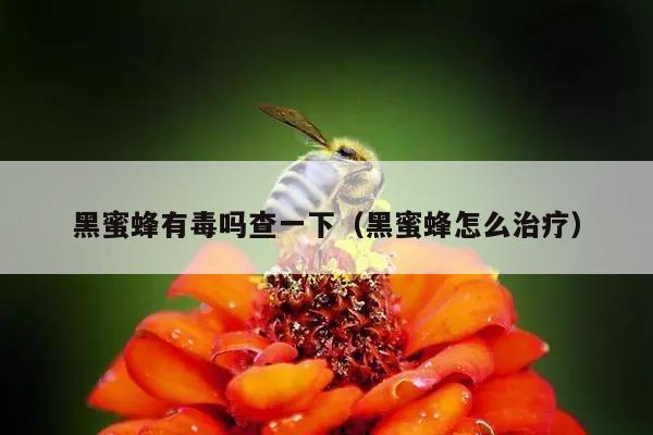 黑蜜蜂有毒吗查一下（黑蜜蜂怎么治疗）