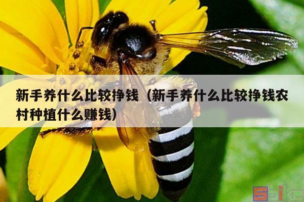 新手养什么比较挣钱（新手养什么比较挣钱农村种植什么赚钱）