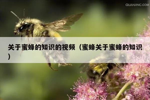 关于蜜蜂的知识的视频（蜜蜂关于蜜蜂的知识）