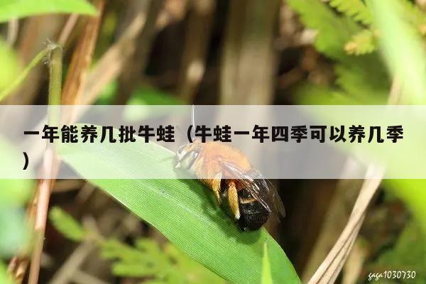 一年能养几批牛蛙（牛蛙一年四季可以养几季）