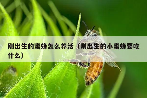 刚出生的蜜蜂怎么养活（刚出生的小蜜蜂要吃什么）