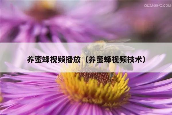 养蜜蜂视频播放（养蜜蜂视频技术）