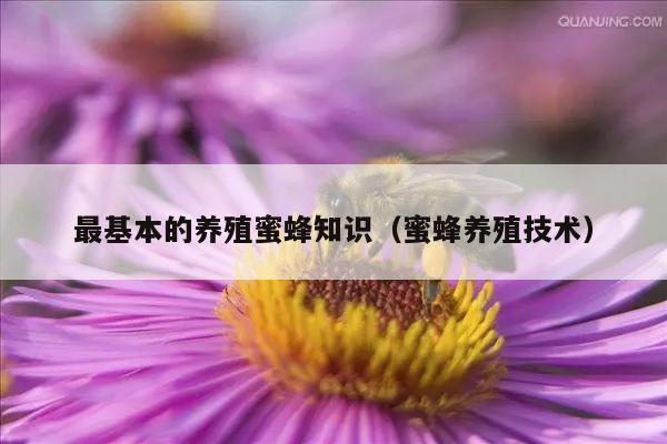 最基本的养殖蜜蜂知识（蜜蜂养殖技术）