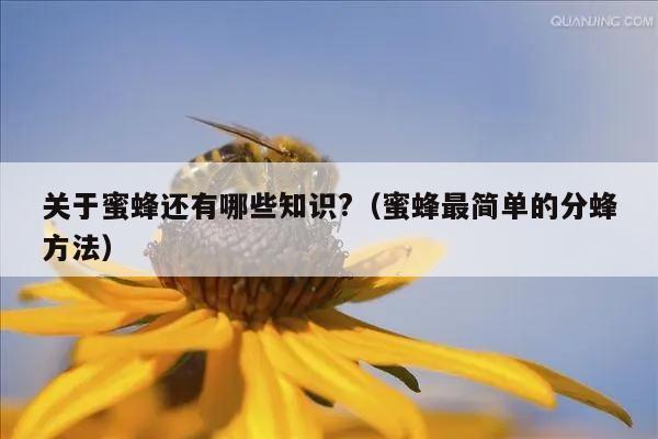 关于蜜蜂还有哪些知识?（蜜蜂最简单的分蜂方法）