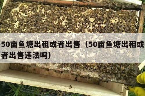 50亩鱼塘出租或者出售（50亩鱼塘出租或者出售违法吗）