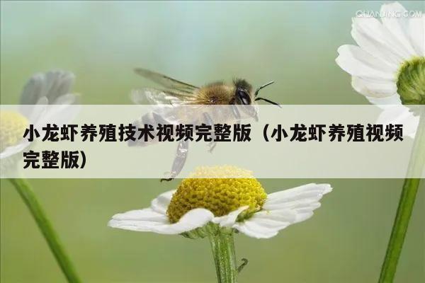 小龙虾养殖技术视频完整版（小龙虾养殖视频完整版）