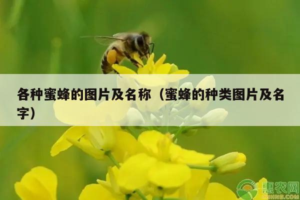 各种蜜蜂的图片及名称（蜜蜂的种类图片及名字）