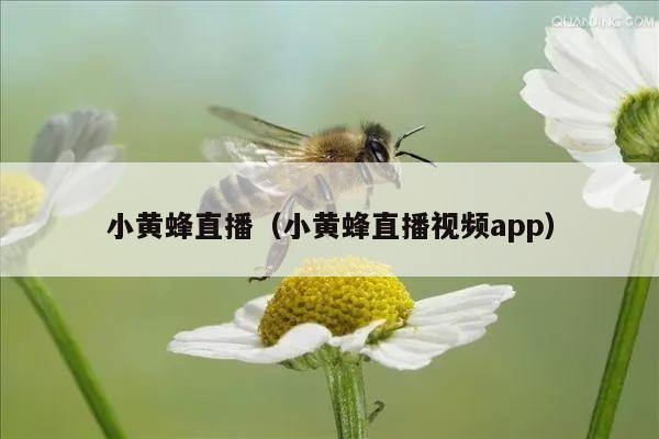 小黄蜂直播（小黄蜂直播视频app）