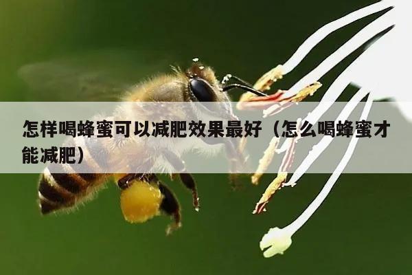 怎样喝蜂蜜可以减肥效果最好（怎么喝蜂蜜才能减肥）