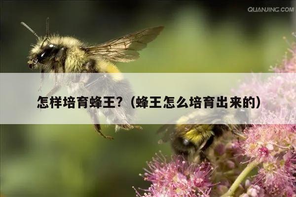 怎样培育蜂王?（蜂王怎么培育出来的）