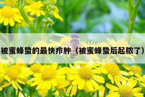 被蜜蜂蛰的最快疖肿（被蜜蜂蛰后起脓了）