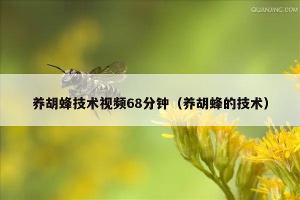 养胡蜂技术视频68分钟（养胡蜂的技术）