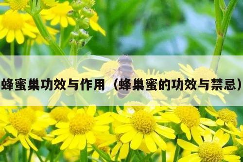 蜂蜜巢功效与作用（蜂巢蜜的功效与禁忌）