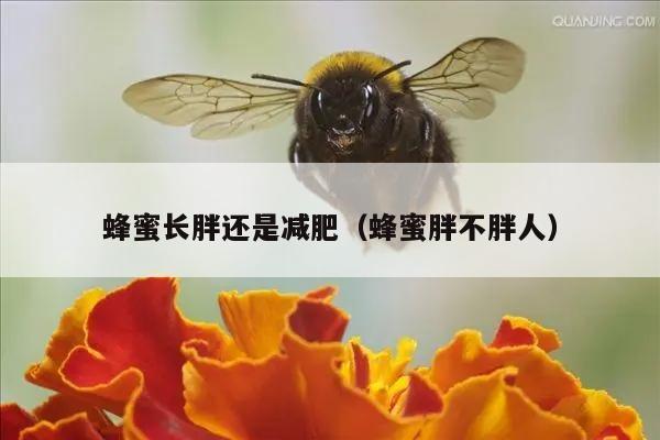 蜂蜜长胖还是减肥（蜂蜜胖不胖人）