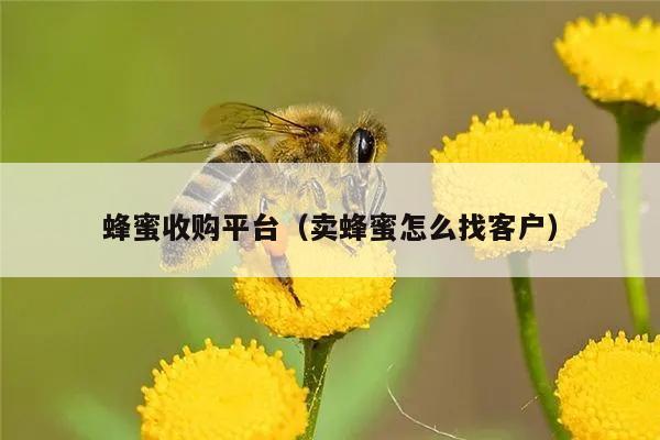 蜂蜜收购平台（卖蜂蜜怎么找客户）