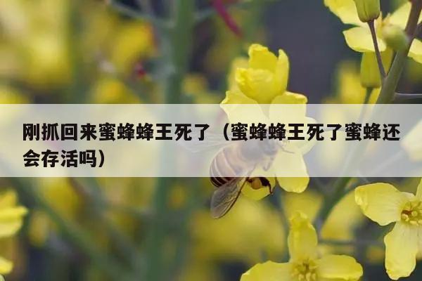 刚抓回来蜜蜂蜂王死了（蜜蜂蜂王死了蜜蜂还会存活吗）