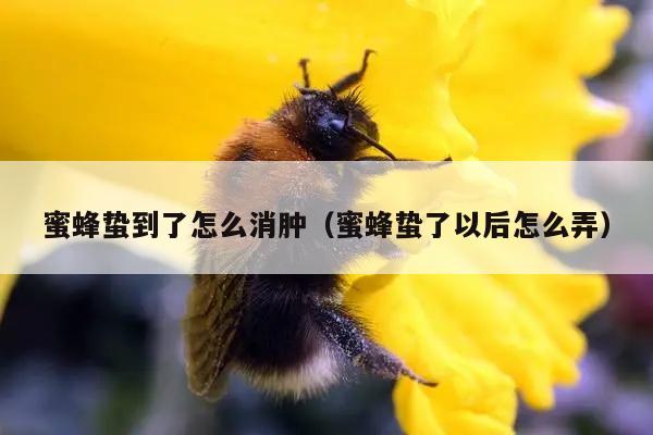 蜜蜂蛰到了怎么消肿（蜜蜂蛰了以后怎么弄）