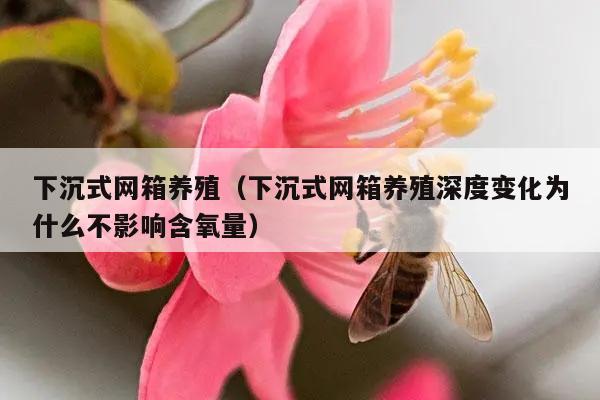 下沉式网箱养殖（下沉式网箱养殖深度变化为什么不影响含氧量）