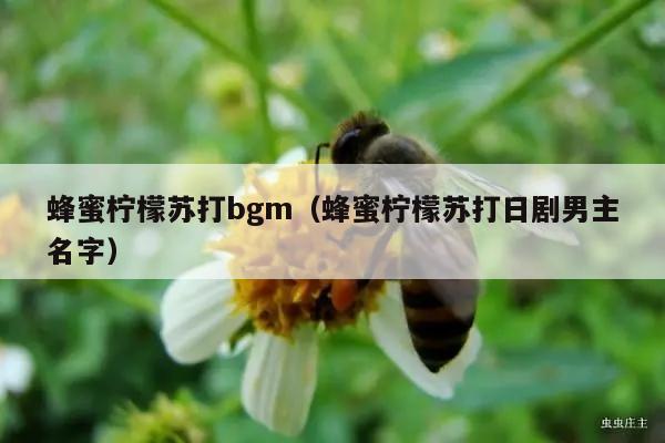 蜂蜜柠檬苏打bgm（蜂蜜柠檬苏打日剧男主名字）