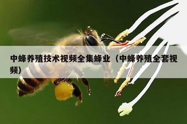 中蜂养殖技术视频全集蜂业（中蜂养殖全套视频）