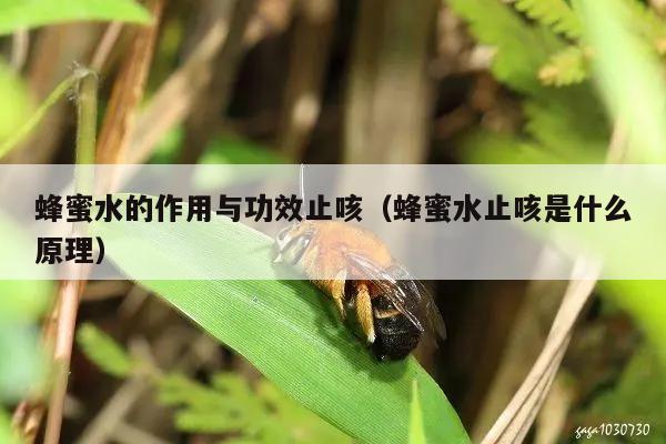 蜂蜜水的作用与功效止咳（蜂蜜水止咳是什么原理）