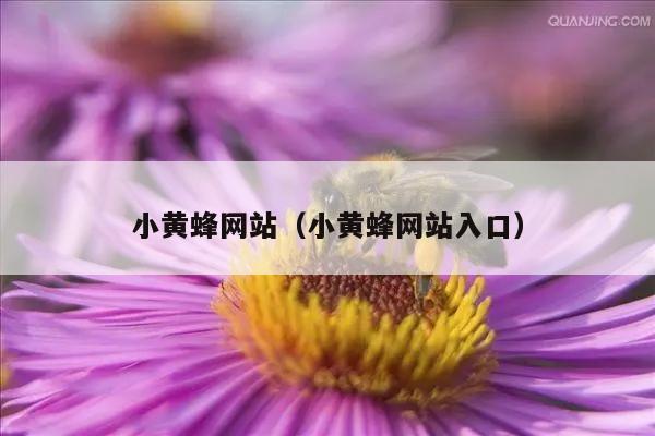 小黄蜂网站（小黄蜂网站入口）