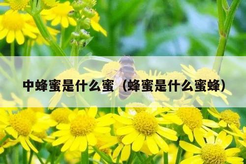 中蜂蜜是什么蜜（蜂蜜是什么蜜蜂）