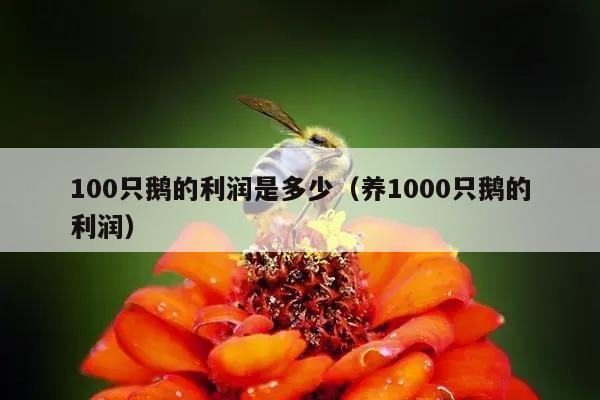 100只鹅的利润是多少（养1000只鹅的利润）