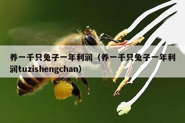 养一千只兔子一年利润（养一千只兔子一年利润tuzishengchan）