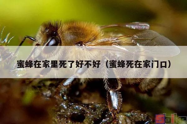 蜜蜂在家里死了好不好（蜜蜂死在家门口）