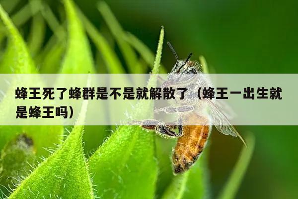 蜂王死了蜂群是不是就解散了（蜂王一出生就是蜂王吗）