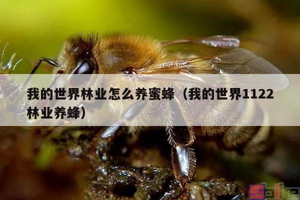 我的世界林业怎么养蜜蜂（我的世界1122林业养蜂）