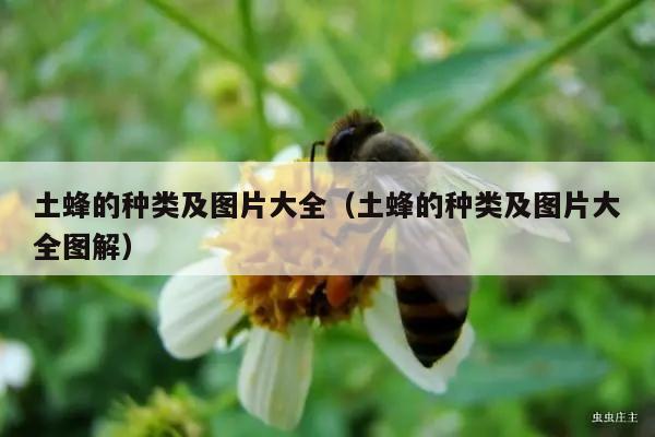 土蜂的种类及图片大全（土蜂的种类及图片大全图解）