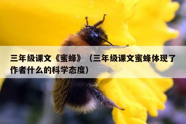 三年级课文《蜜蜂》（三年级课文蜜蜂体现了作者什么的科学态度）