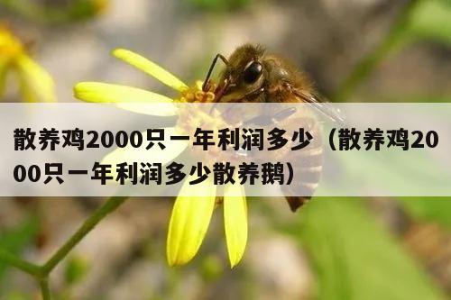 散养鸡2000只一年利润多少（散养鸡2000只一年利润多少散养鹅）