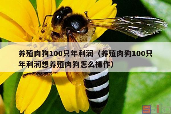 养殖肉狗100只年利润（养殖肉狗100只年利润想养殖肉狗怎么操作）