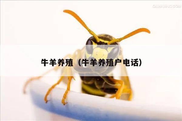 牛羊养殖（牛羊养殖户电话）