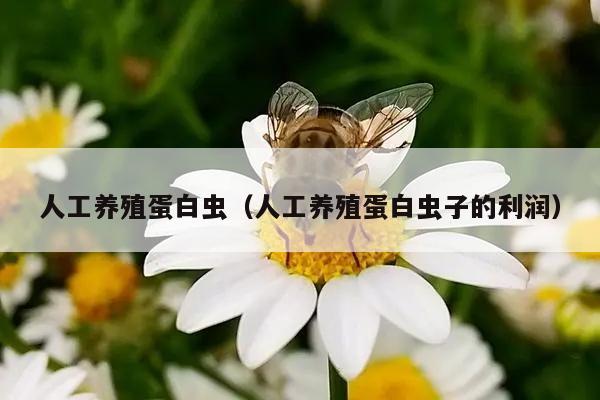 人工养殖蛋白虫（人工养殖蛋白虫子的利润）