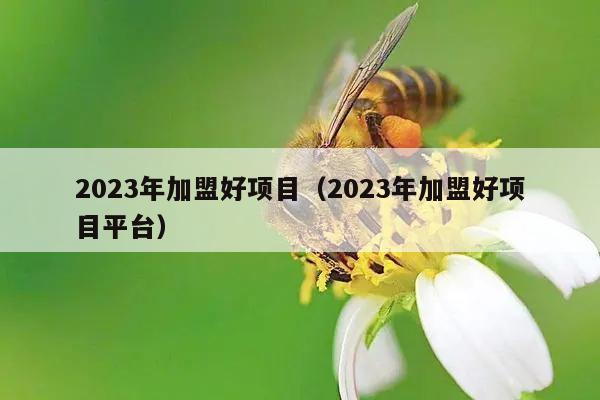 2023年加盟好项目（2023年加盟好项目平台）